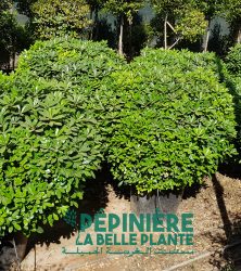 11_Boules de pittosporum nain