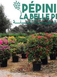 14_Boules de Bougainvilliers