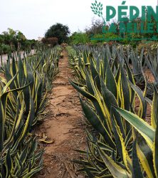 23_Agaves