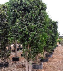 25_Ficus benjamina