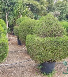 7_Boules et topiaires de Clerodendron