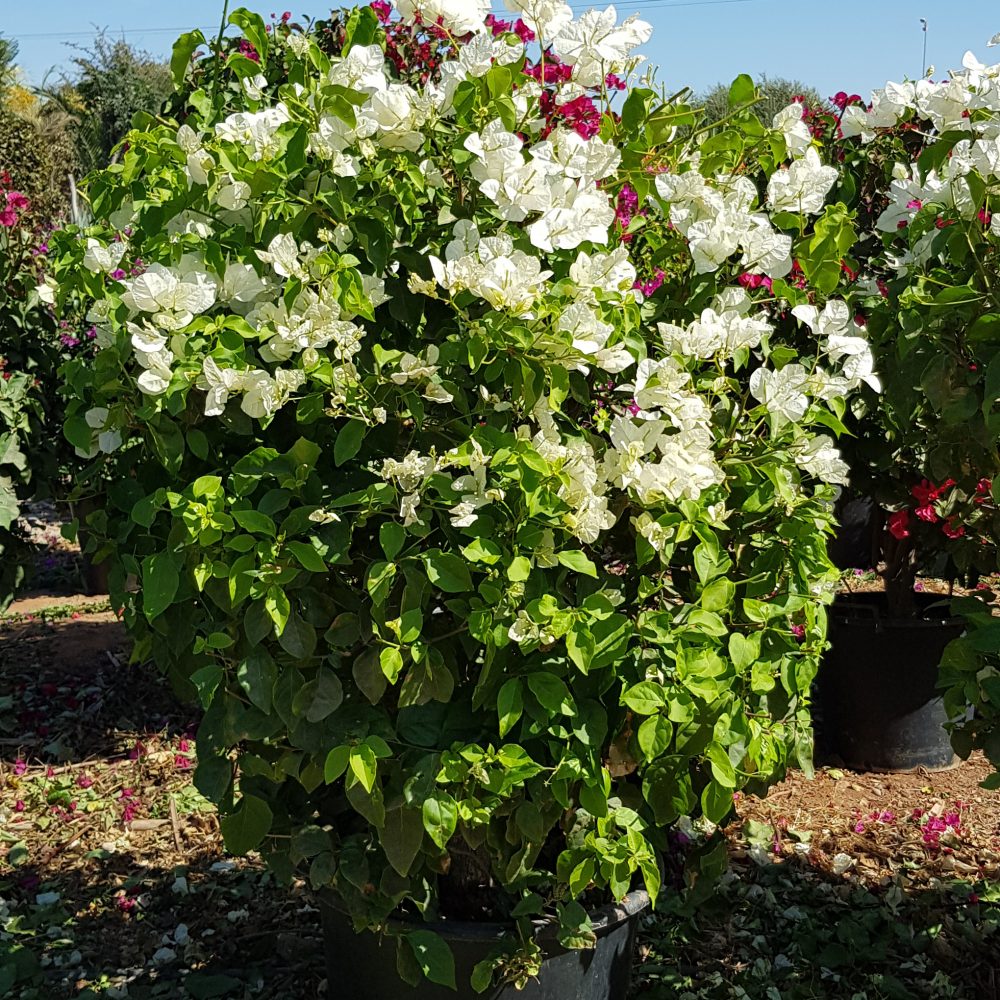 Bougainvillier blanc P30