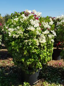 Bougainvillier blanc P30