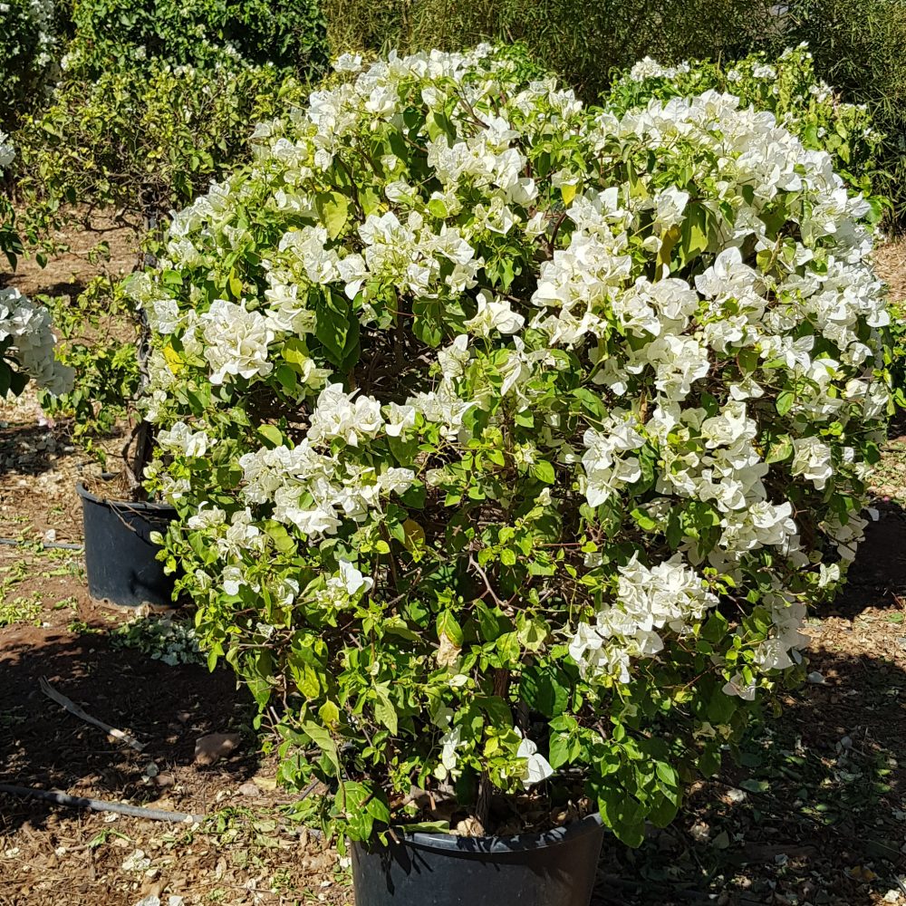 Bougainvillier blanc P50