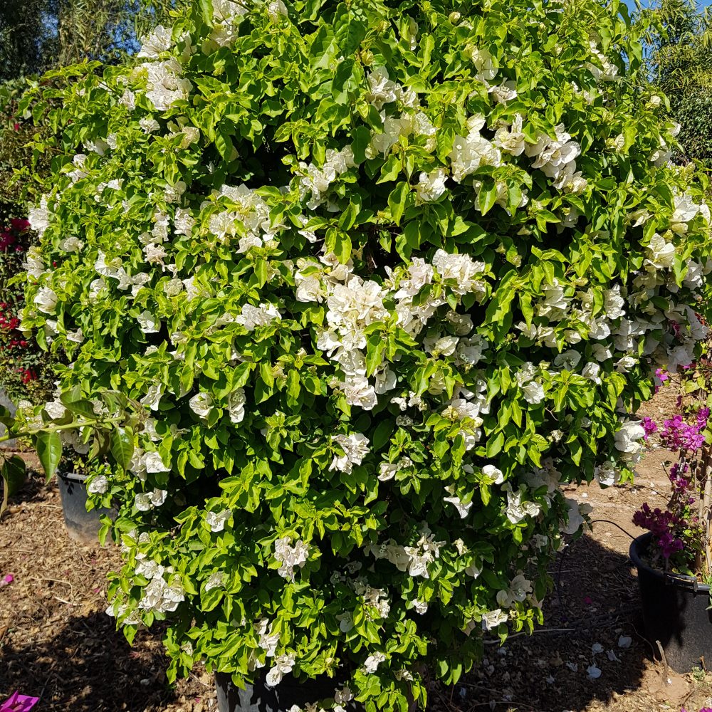 Bougainvillier blanc P75