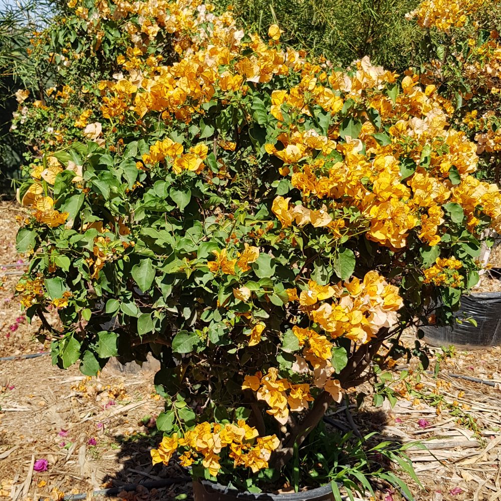 Bougainvillier jaune P30