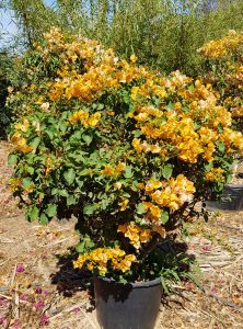 Bougainvillier jaune P30