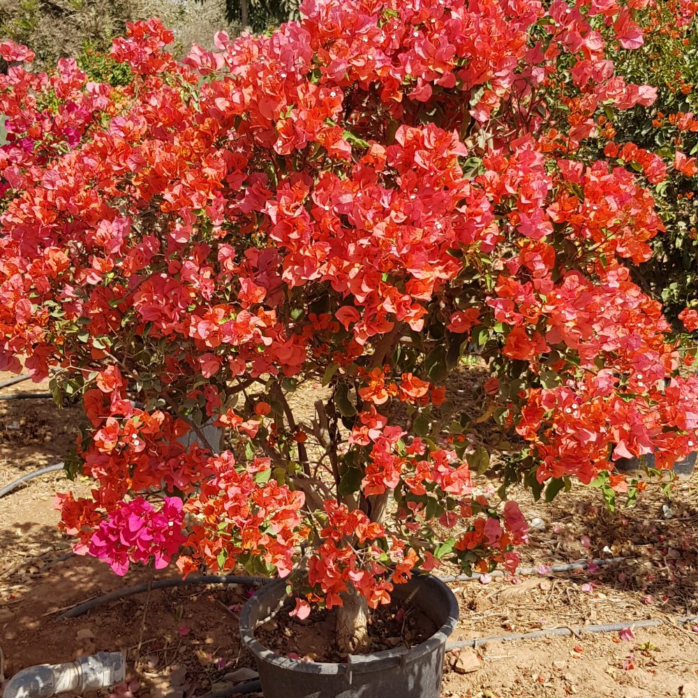 Bougainvillier orange P30