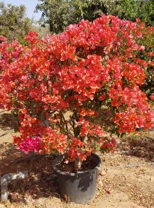 Bougainvillier orange P30