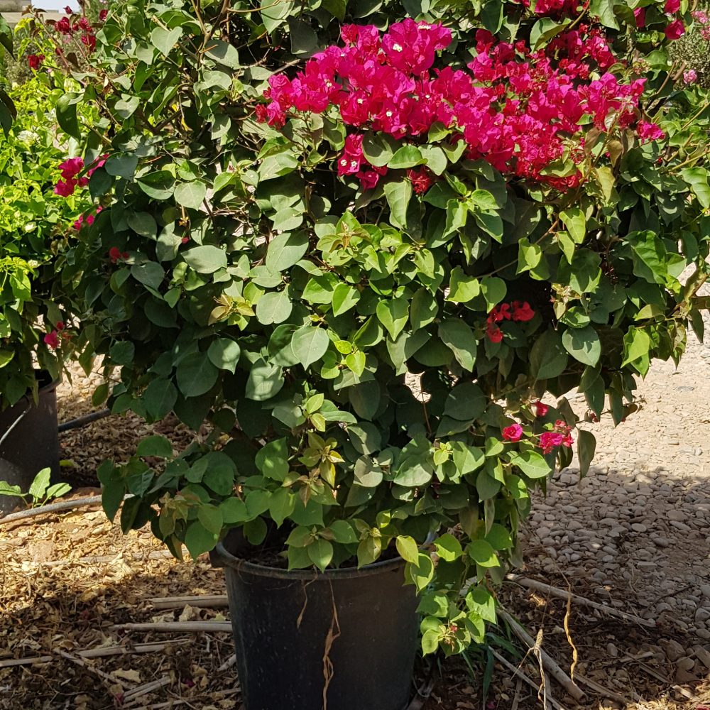 Bougainvillier rouge P30