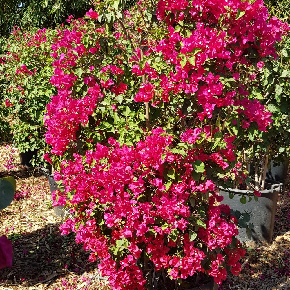 Bougainvillier rouge P50