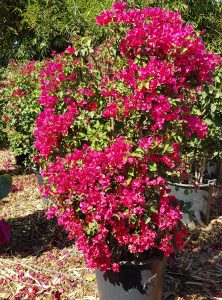 Bougainvillier rouge P50