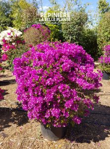 Bougainvillier violet P75