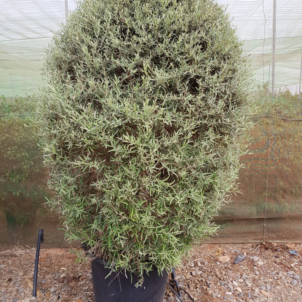 Buddleia nain P75