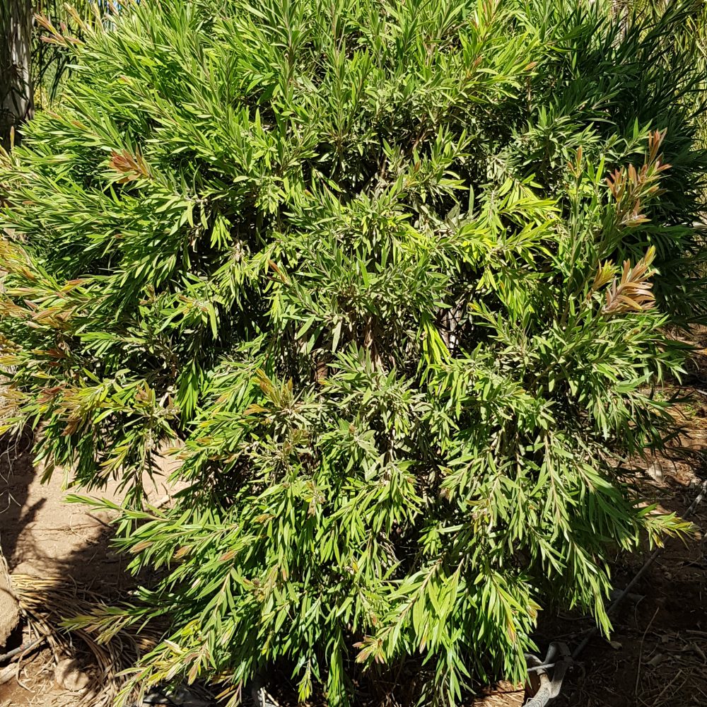 Callistemon P50