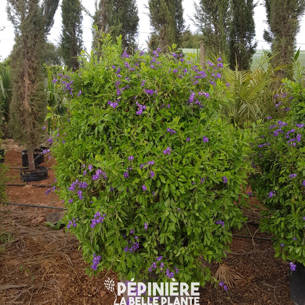 Duranta P75