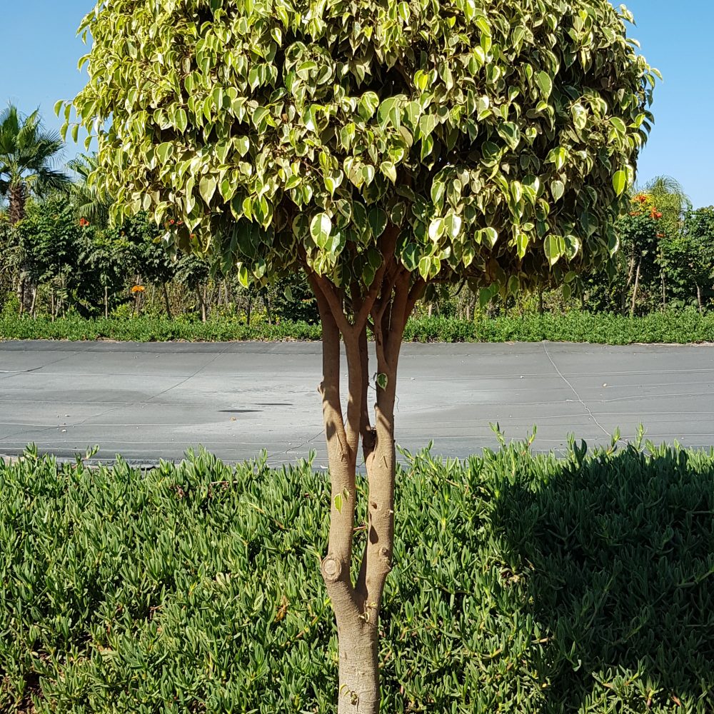 Ficus Golden King P100 spécial