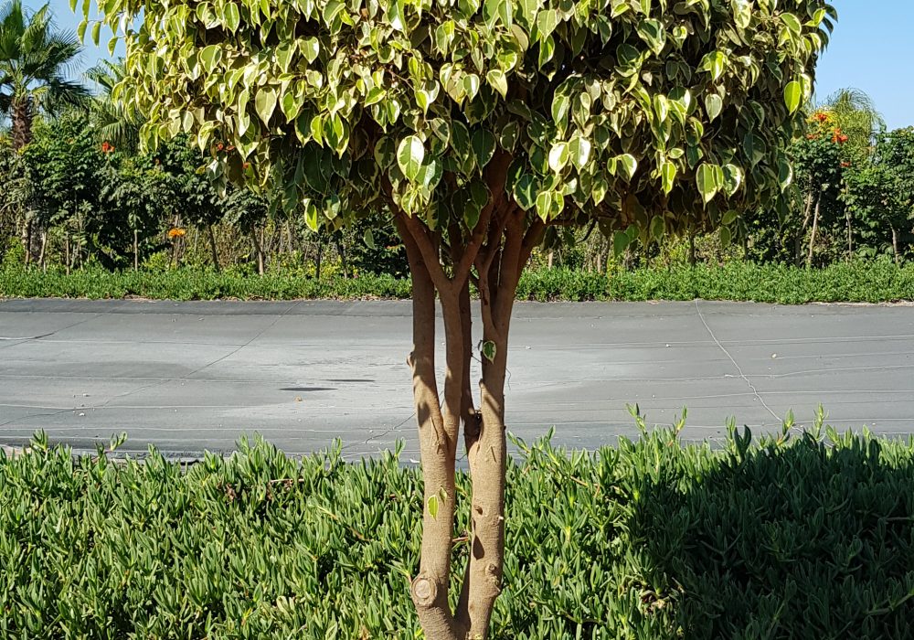 Ficus Golden King P100 spécial