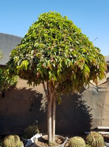 Ficus alii P100 spécial