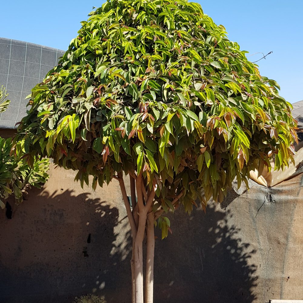 Ficus alii P100 spécial