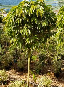 Ficus alii P50