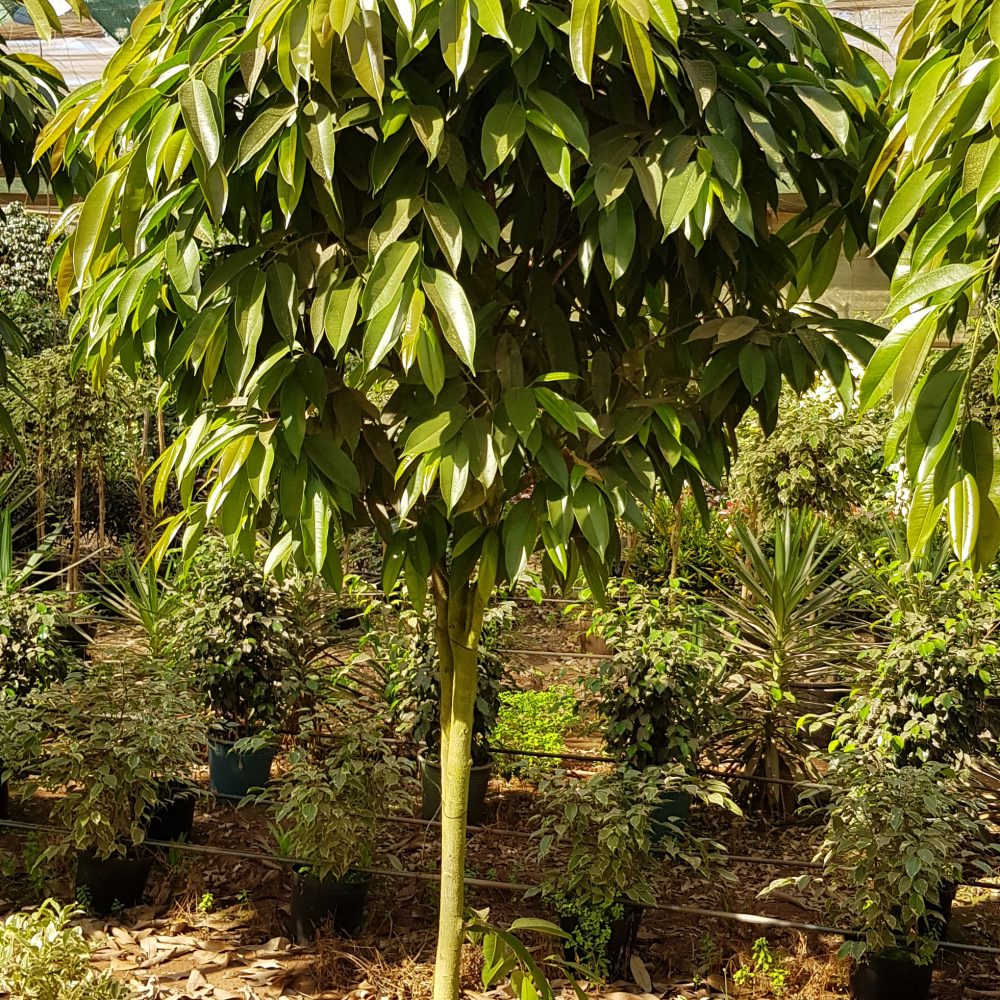 Ficus alii P50