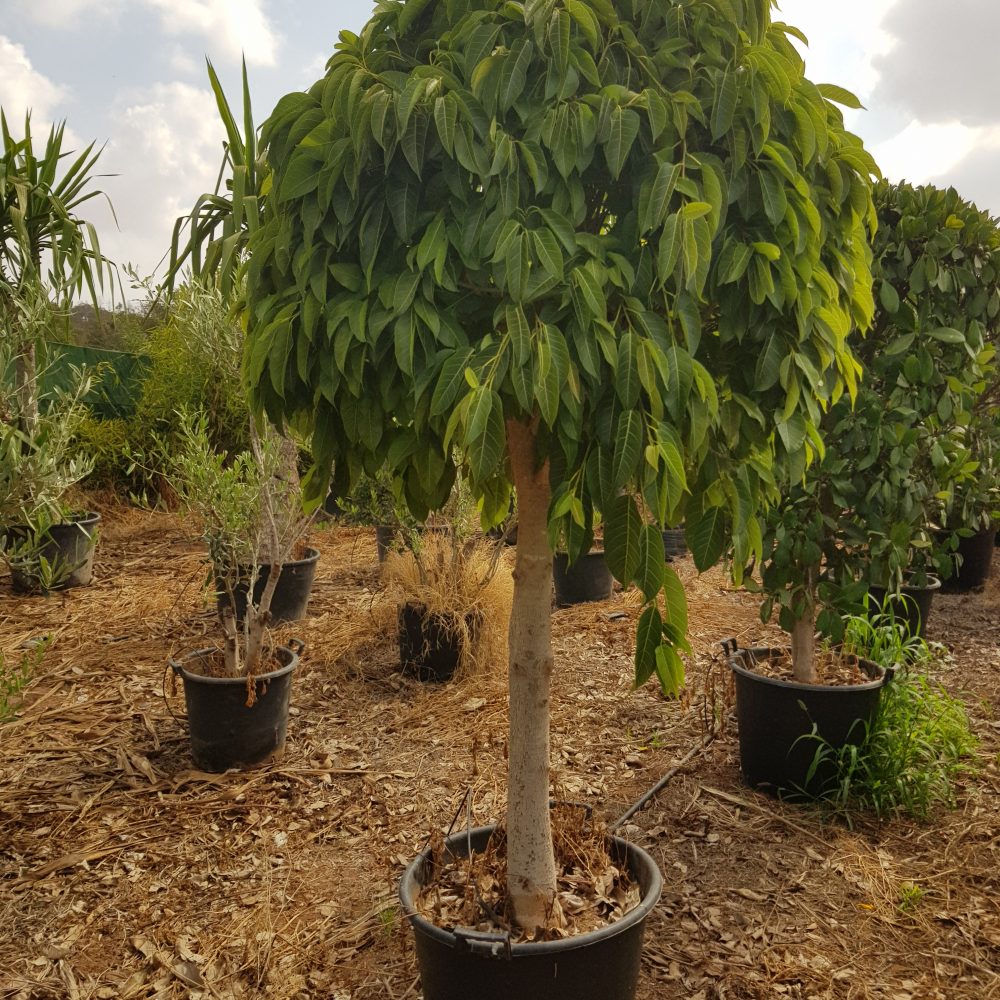 Ficus alii P75