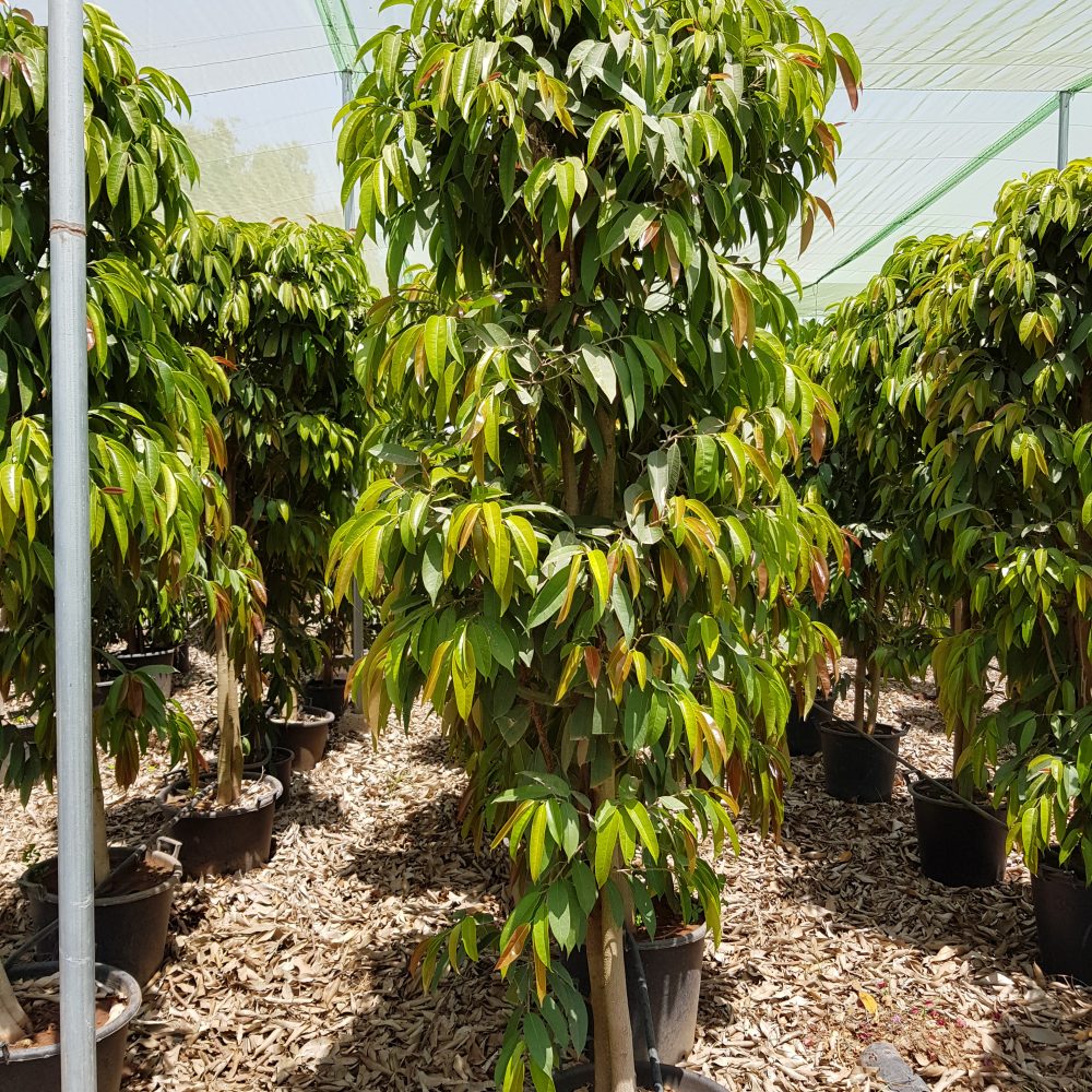 Ficus alii P75