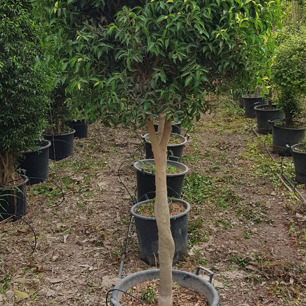 Ficus benjamina nain P50