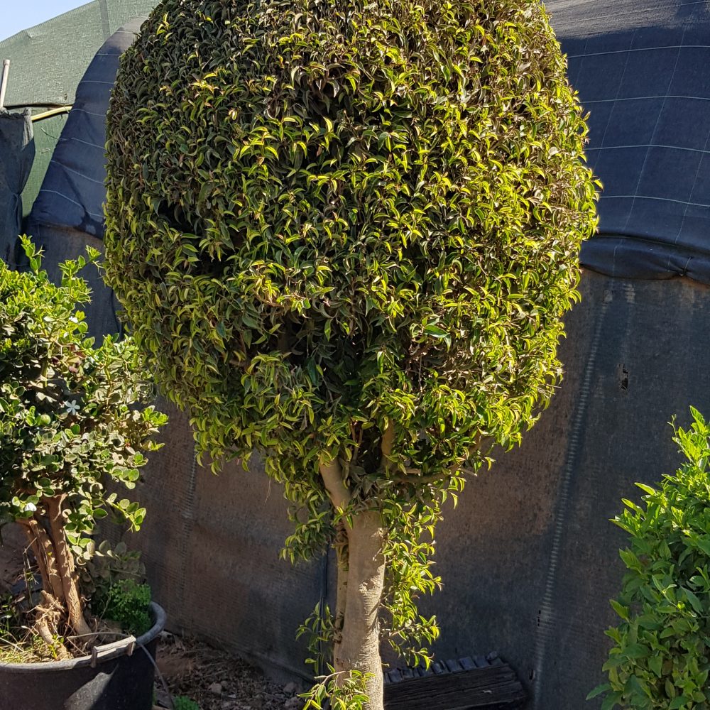 Ficus benjamina nain P75