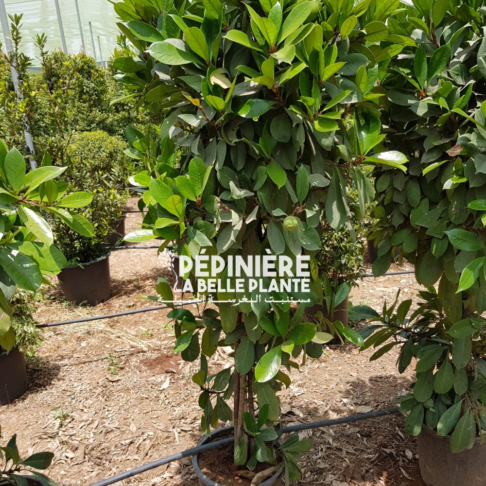 Ficus cyathistipula P30