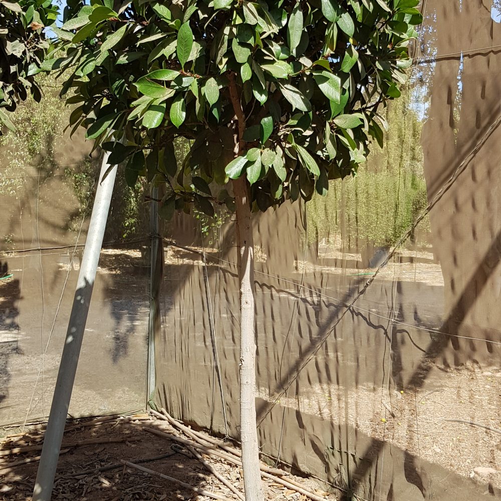 Ficus cyathistipula P75