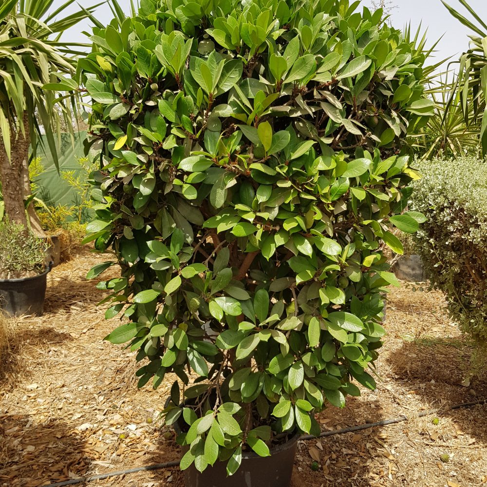 Ficus cyathistipula P75