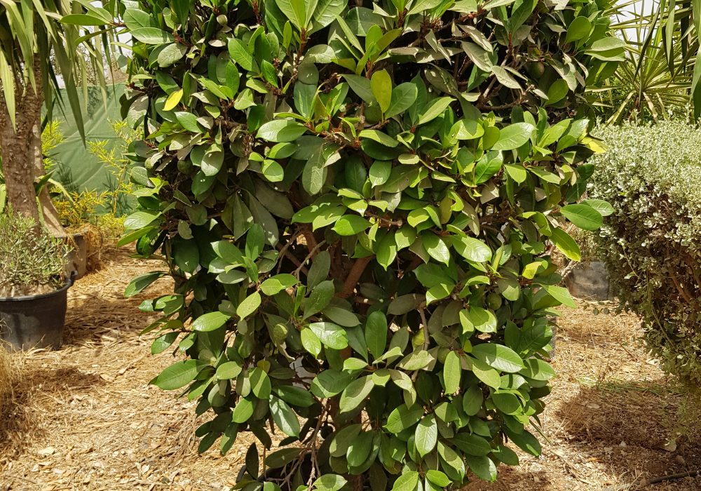 Ficus cyathistipula P75