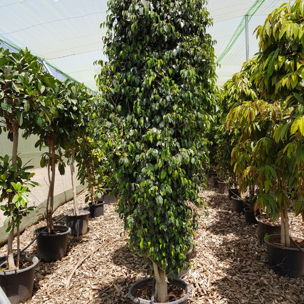 Ficus danielle P75