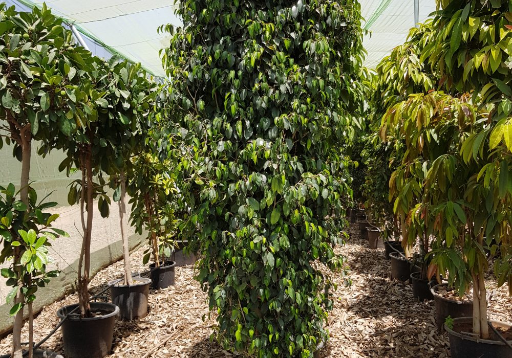 Ficus danielle P75