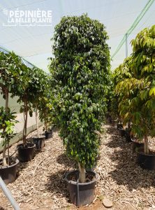 Ficus danielle P75