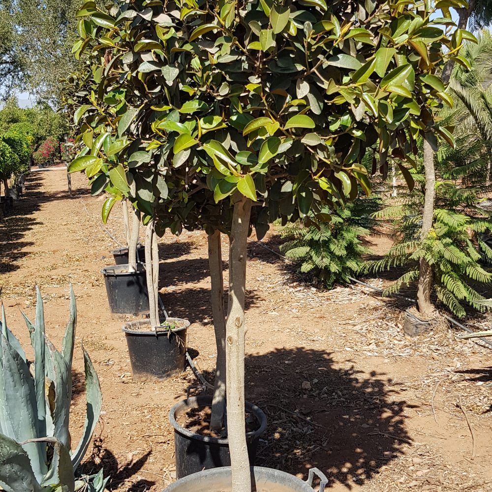 Ficus rubiginosa P50