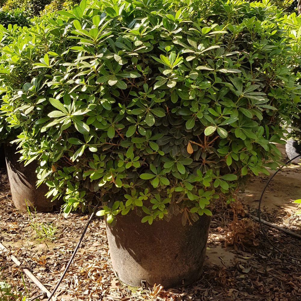 Pittosporum nain P50