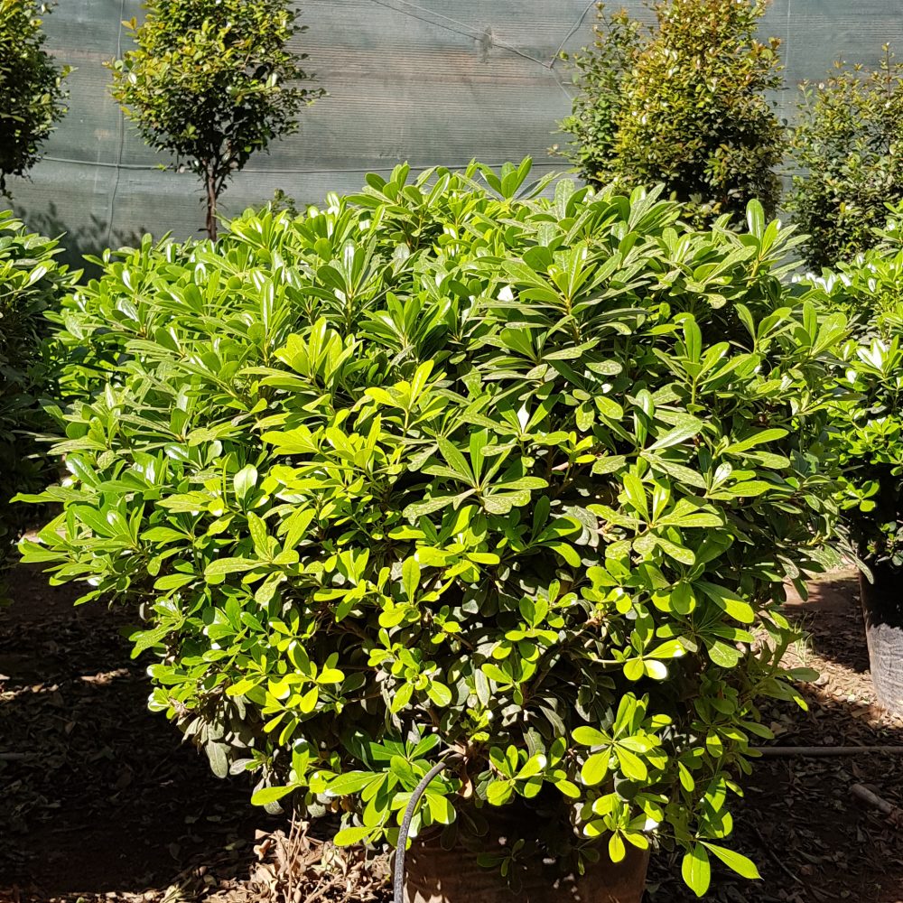 Pittosporum nain S50