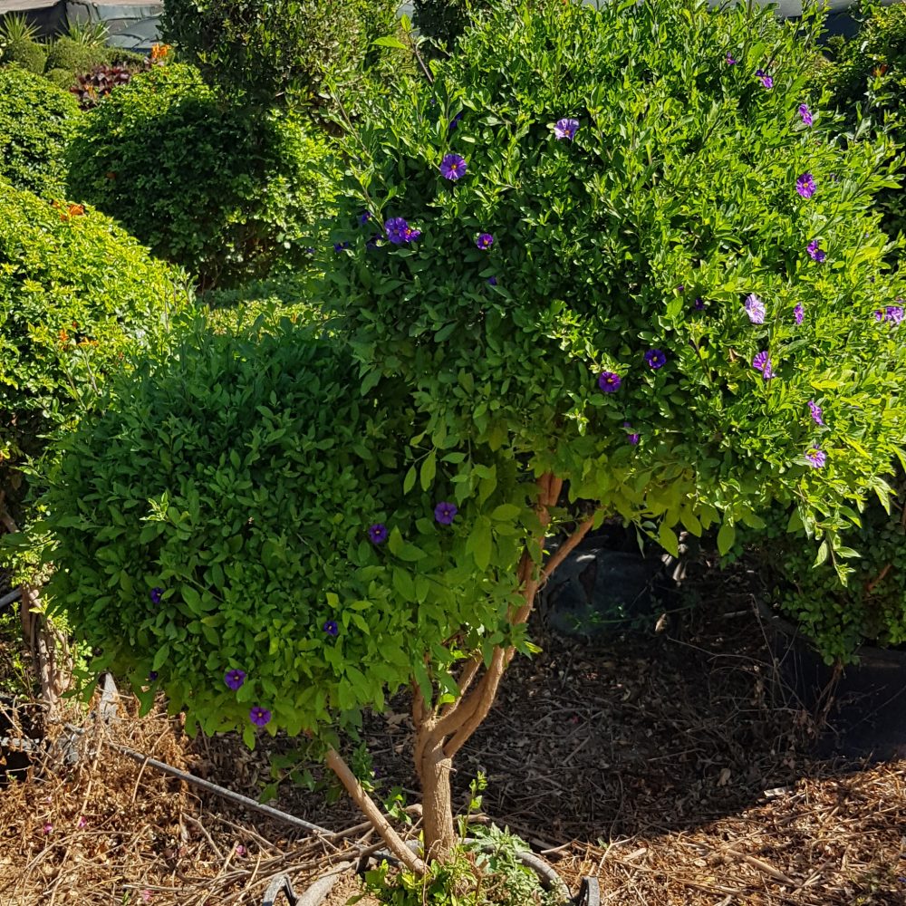 Solanum boules P50