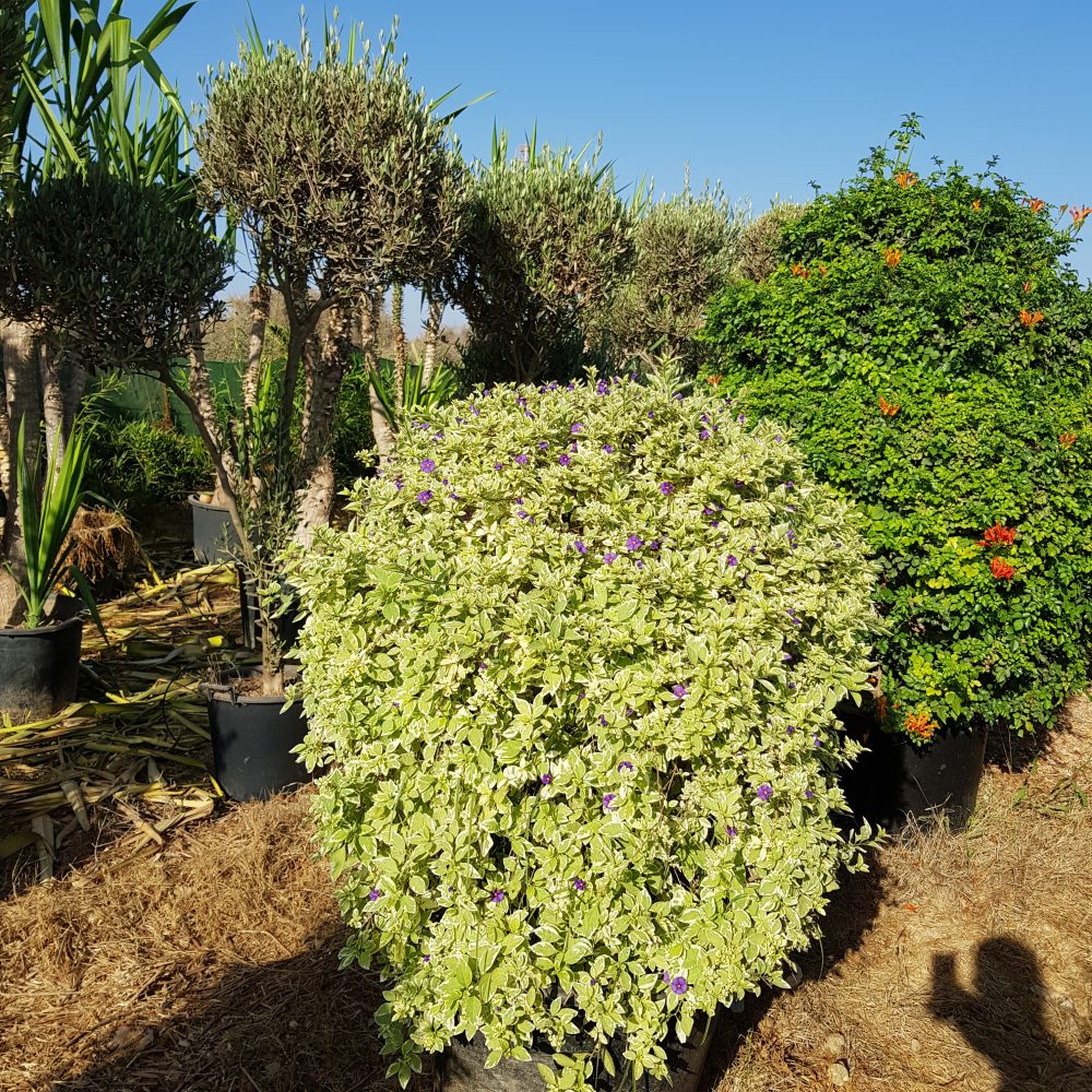 Solanum panaché