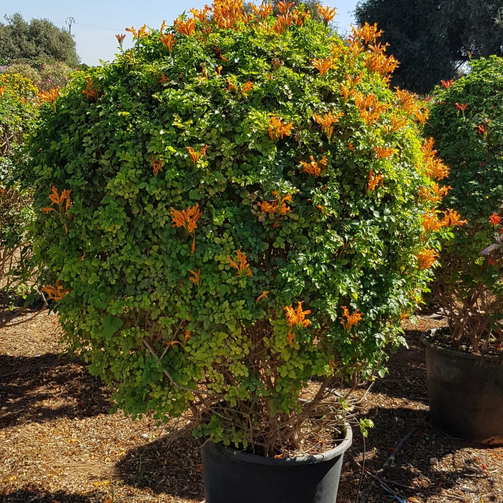 Tecomaria capensis orange P50