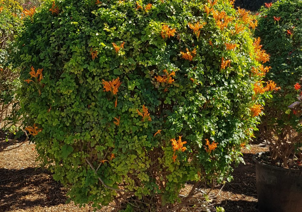 Tecomaria capensis orange P50