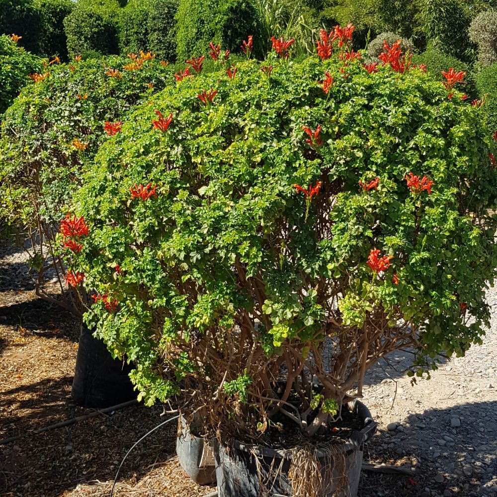 Tecomaria capensis rouge P50