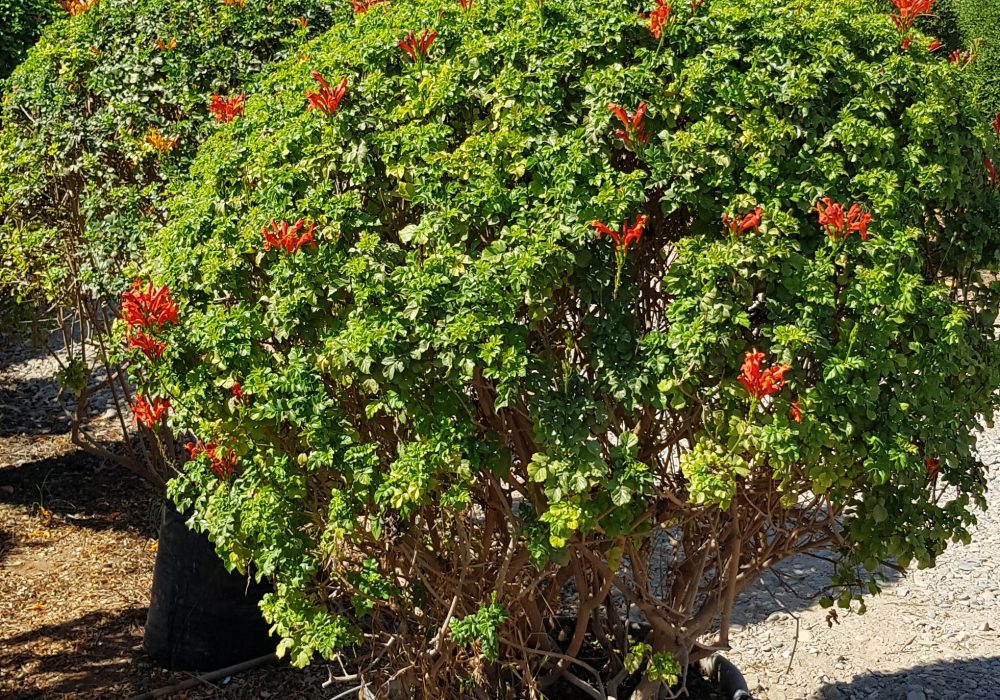 Tecomaria capensis rouge P50