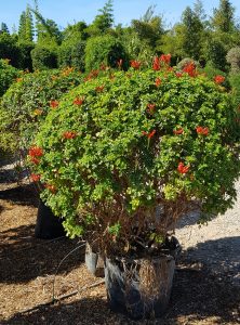 Tecomaria capensis rouge P50