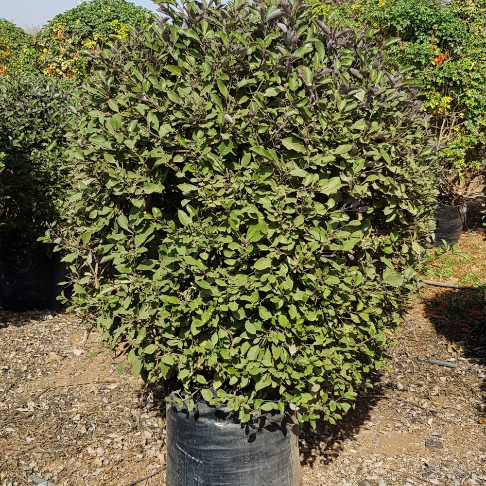 Vitex trifolia purpurea S50