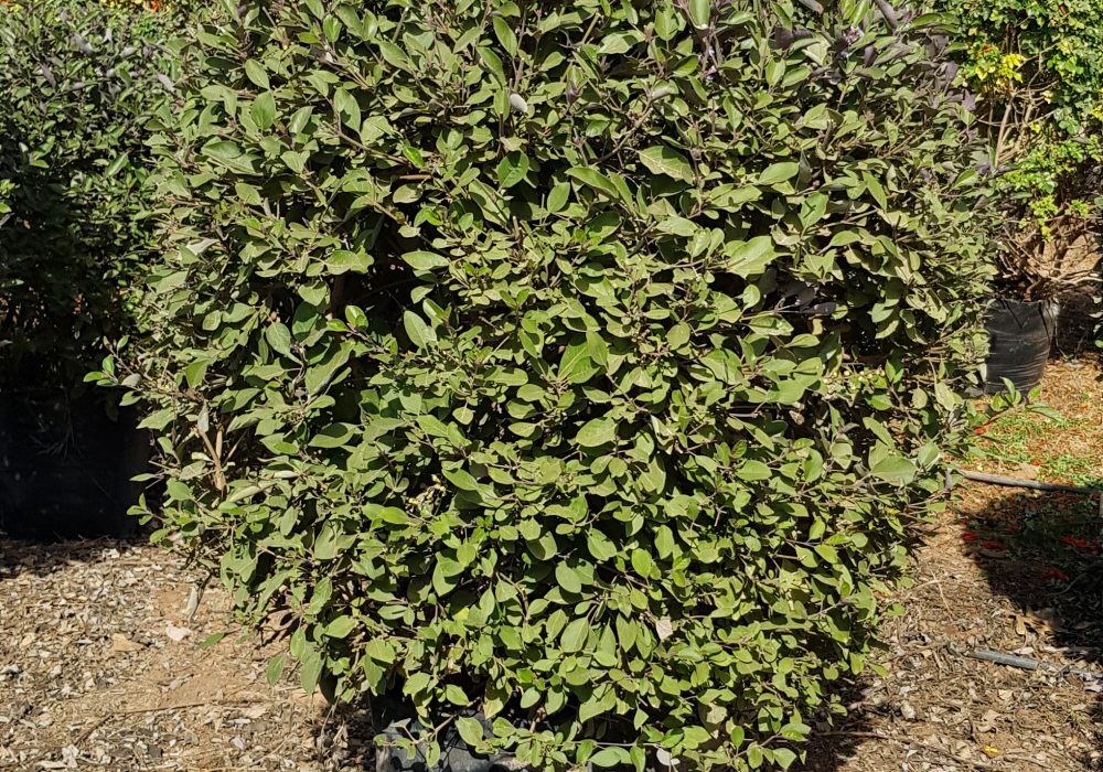 Vitex trifolia purpurea S50