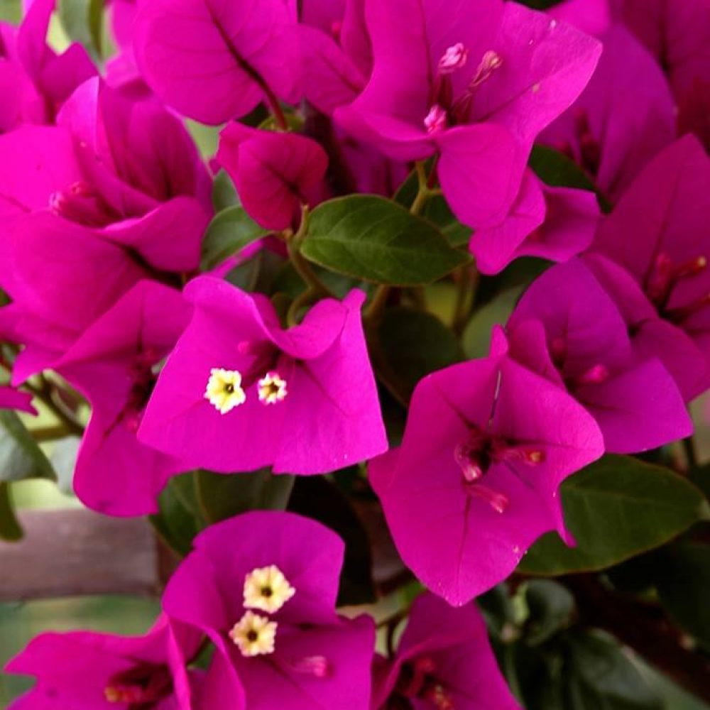 Bougainvillea (2)